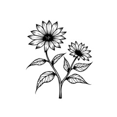 Delicate botanical illustration showcasing the elegance of sunflowers in a monochrome design providing visual depth and artistic simplicity