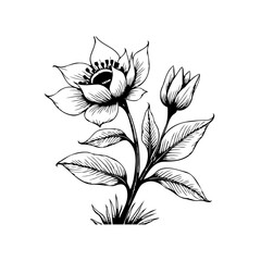 Detailed botanical illustration featuring a blooming flower and bud with intricate leaf patterns on white background