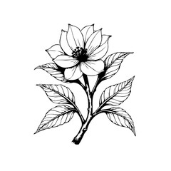 Elegant floral line art illustration, botanical drawing of flower with leaves and stem, minimalist design perfect