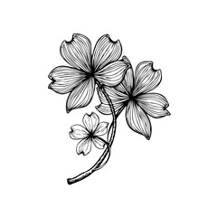 Elegant floral sketch showcasing delicate dogwood blooms in minimalist line art illustration, perfect for botanical designs