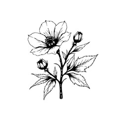 Elegant monochrome flower illustration perfect for botanical designs and artistic floral compositions displaying a detailed blossom