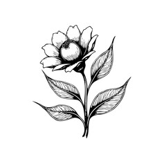 Elegant floral illustration displaying botanical line art, perfect for adding a touch of nature to any design, vintage style