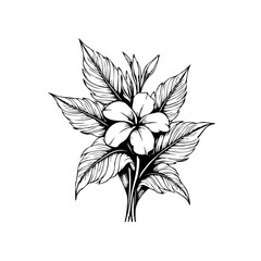 Elegant floral line art illustration showcases simplicity nature beauty botanical drawing leaves bloom artistic
