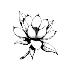 Obraz premium Elegant botanical illustration featuring a blooming magnolia flower with detailed petals and leaves in black ink