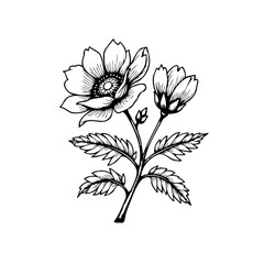 Elegant floral illustration showcasing detailed botanical drawing of a flower branch in black and white design