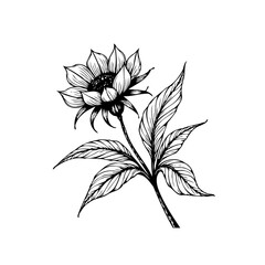 Hand drawn sunflower illustration with delicate petals and leaves artistic botanical floral composition