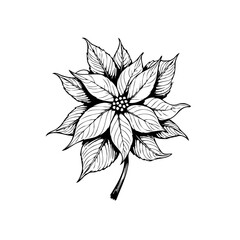 Elegant poinsettia floral design showcasing intricate line art for christmas or holiday themed designs graphic elements