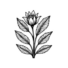 Elegant floral illustration with a blossoming flower and leaves showcasing botanical drawing art style in black and white