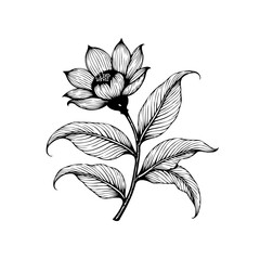 Elegant botanical illustration showcases a delicate flower and leaves creating a timeless vintage aesthetic with artistic flair