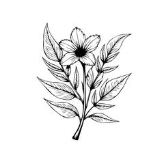 Elegant floral illustration showcasing intricate details of flower and leaves in black line drawing style