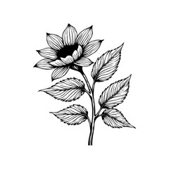 Detailed botanical illustration of a sunflower in black and white, showcasing intricate line work and delicate petal structures