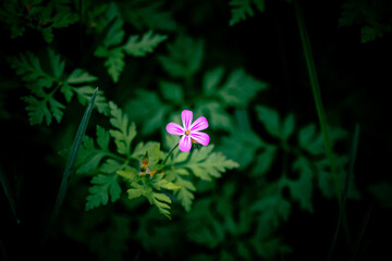 Purple wild flower in the dark forest