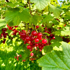 Close up of bunch of red currants on branch of currant bush. Ripe berries in sunny summer garden.