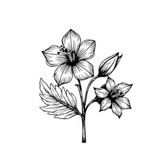 Elegant botanical illustration showcasing delicate flower arrangement in black and white minimalistic line art style