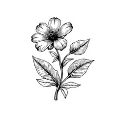 Elegant hand drawn botanical illustration of a flower with leaves creating a classic artwork design using lines
