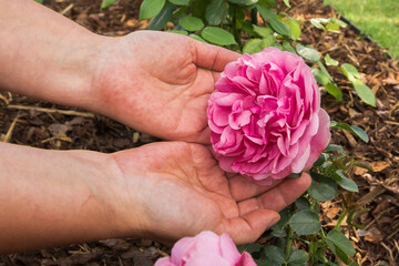 Close-up of an open flower of a bright pink rose, which is carefully supported by two hands. In the...