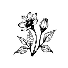Elegant botanical illustration showcasing a blooming flower with detailed petals and a closed bud rendered in black and white ink