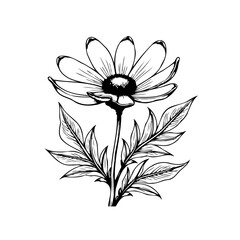 Delicate floral botanical illustration featuring a blooming daisy with detailed leaves artistic nature in line art