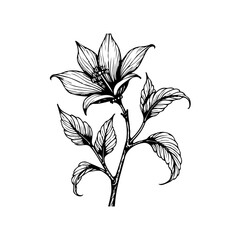 Elegant botanical illustration featuring a blooming flower and delicate leaves, perfect for nature inspired designs