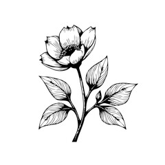 Elegant hand drawn flower illustration creates a beautiful botanical drawing perfect for decoration or creative projects