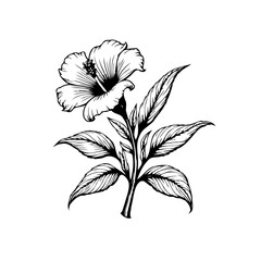 Detailed floral illustration with a hibiscus flower showcasing line art on a white background for design elements