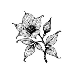 Detailed floral illustration featuring intricate line work showcasing delicate petals and budding blooms a beautiful botanical creation
