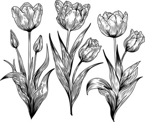 Vector illustration of hand-drawn tulip flowers in vintage engraving style. Black and white botanical line art