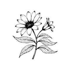 Elegant black and white botanical illustration of a sunflower with delicate leaves and stem shows beauty
