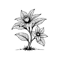 Detailed botanical illustration showcasing an elegant flower with intricate leaf details, created in black and white