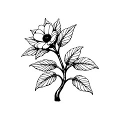 Detailed floral botanical drawing of a flower branch with leaves: Delicate vector illustration artwork, suitable for various design purposes