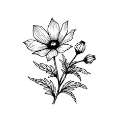 Elegant floral botanical illustration featuring a blooming flower with closed buds and detailed leaves in minimalist black and white