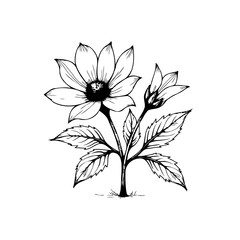 Elegant floral line art showcasing a blooming flower and a bud for a minimalist aesthetic design