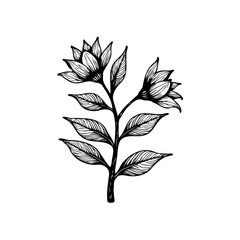 Elegant floral botanical illustration featuring delicate flowers and detailed leaves creating a sophisticated and artistic design showcasing natural beauty