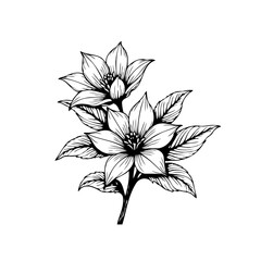 Elegant botanical drawing of blooming flowers with delicate petals and leaves on a white background