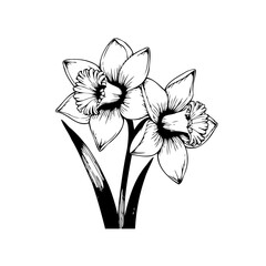 Elegant daffodil floral illustration, a springtime bloom in exquisite black and white simplicity and artistic flair