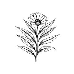 Botanical illustration of a sunflower with stem and leaves hand drawn line art drawing isolated on white background