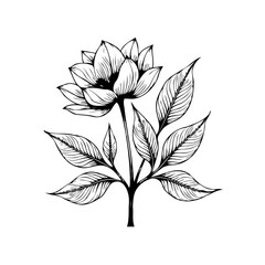 Elegant hand drawn botanical illustration depicting a blooming flower and surrounding leaves in monochrome black ink art