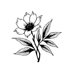 Elegant floral illustration featuring a detailed blossom surrounded by graceful leaves showcasing botanical art and nature's beauty