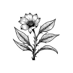 Botanical elegance an exquisitely detailed hand drawn floral illustration showcasing nature's delicate beauty and timeless charm perfect