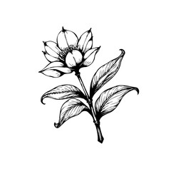 Elegant botanical illustration: a detailed sketch of a flowering plant with delicate petals and leaves, perfect for vintage designs