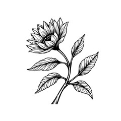 Elegant sunflower illustration capturing nature's beauty with intricate line work and delicate shading creating a timeless appeal