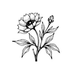 Elegant hand drawn peony flower illustration artwork in black and white perfect for design projects or decoration