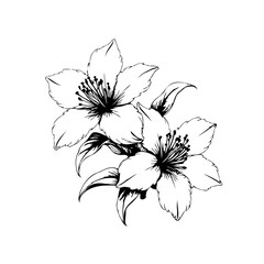 Elegant floral illustration featuring delicate blossoms and intricate details a harmonious composition in minimalist monochrome aesthetics and artistic expression