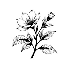 Elegant botanical illustration featuring a blooming flower with delicate petals and leaves in detailed line art drawing
