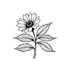 Detailed botanical illustration showcasing a delicate flower with leaves rendered in black ink line art