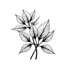 Elegant botanical illustration featuring intricate leaf details in a minimalist drawing of natural floral beauty for decorations