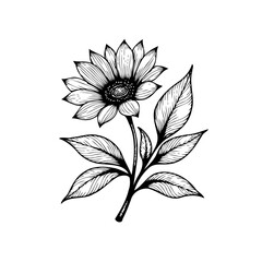 Detailed line art illustration displaying a beautiful sunflower with leaves on a clean white background providing a minimalistic composition