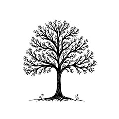 Obraz premium Detailed tree illustration showcases nature's intricate beauty with black and white botanical drawing with bare branches