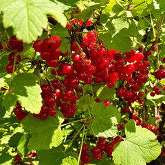 Bunch of red currants on branch of currant bush. Ripe berries in sunny summer garden.