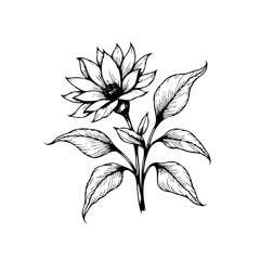 Elegant floral illustration: Delicate flower with leaves, botanical drawing on white backdrop providing aesthetic appeal